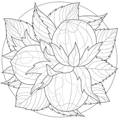 Hazelnut.Coloring book antistress for children and adults. Illustration isolated on white background.Zen-tangle style.