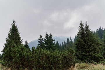 Spruce at rainy and foggy day in Karpathians mountains. Beautiful nature of Ukraine. Tourism in our country. Unity with nature.