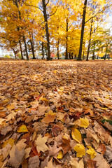 Autumn forest scenery landscape with fall leaves on the ground, vivid october day in colorful forest.