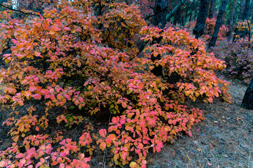 Bright autumn forest with red and orange leaves of smoke tree