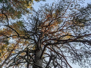 trees and sky