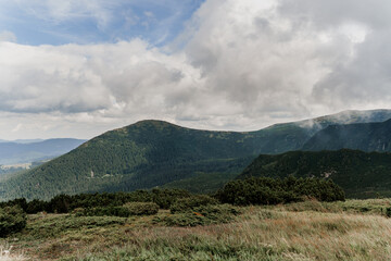 Mountain Hoverla with fog and rain. Spruce in Karpathians mountains. Beautiful nature of Ukraine. Tourism in our country. Unity with nature.