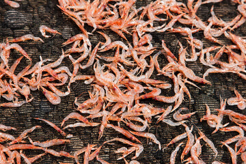 桜えびの天日干し