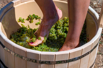 Close up of female feets crush grapes in a wooden tub