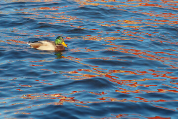 A lone duck on the blue and red surface of Lake Storsjon