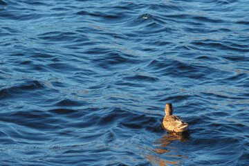 A lonely duck on the blue surface of Lake Storsjon