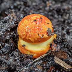 Amanita xanthocephala fungus growing on the forest floor - NSW, Australia
