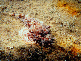 Scuba Diving Malta, Gozo and Comino