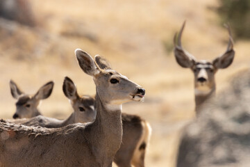 Mule Deer in the Pike National Forest of Colorado