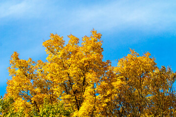 Treetop yellow leaves against blue sky