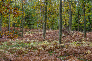 Bracken plants in autumn colours on the ground under the oaks