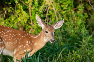 Closeup of young deer in the Woods