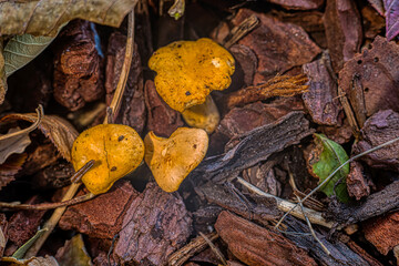 chanterelles growing on a brown soil