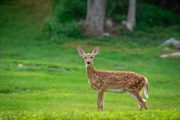 Young deer looking