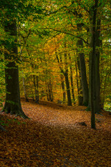 hiking path in a fall season wood