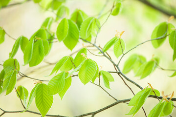 ブナの新緑