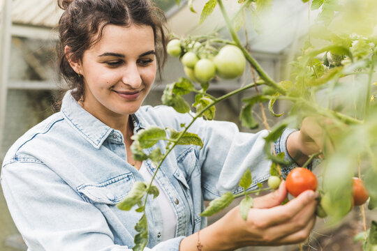 Close-up of smiling young woman picking tomatoes from plants in greenhouse