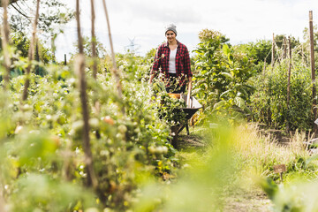 Woman carrying wheelbarrow with picking vegetables in community garden