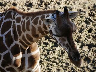 Obraz premium Mamiferos