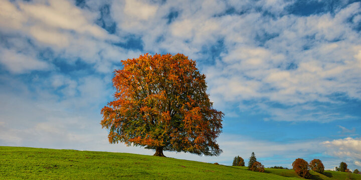 Panorama of&Ocirc;&oslash;&Omega;European beech (Fagus sylvatica) in autumn
