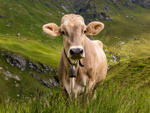 Portrait of brown cow wearing cow bell standing outdoors
