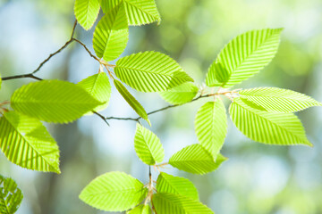 ブナの新緑