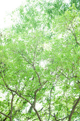 Fototapeta na wymiar 新緑の森林