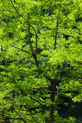 Fototapeta premium 新緑の森林