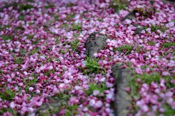 Obraz premium Sakura