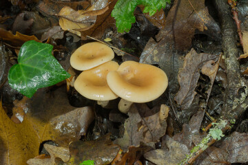 Possibly a group of immature funnelcaps or infundibulicybe gibba growing on dead wood.
