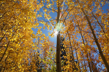 Pretty autumn scene in the woods with vibrant yellow and orange aspens, starburst sun beam and...