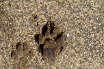 Huella o pisada de perro sobre tierra o barrio