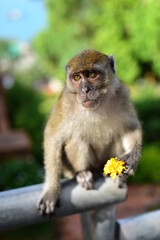 Monkey making a cute expression A herd of monkeys that live in tourist attractions	