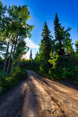 Fototapeta na wymiar Dirt Road leading into the forest during a fall season sunny day. Canadian Mountain Landscape. Yukon, Canada.