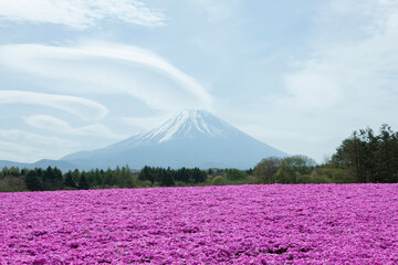 Fototapeta na wymiar シバザクラと富士山