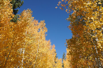Fototapeta na wymiar Vivid orange and gold fall colors in California
