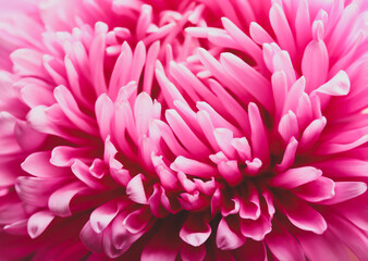 Beautiful pink aster as background, closeup. Autumn flower