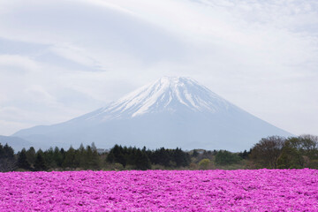 シバザクラと富士山