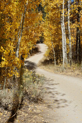 Vertical view of a windy country road, framed by yellow and orange coloured aspens on a sunny autumn day