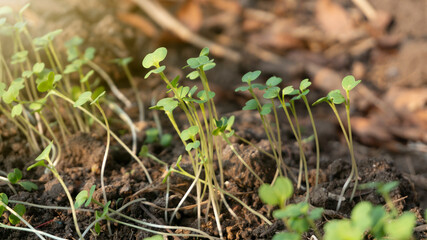 The mustard seedlings are 3 days old after planting in poly bags. How to grow vegetables organically on limited land without pesticides, healthier and fresher