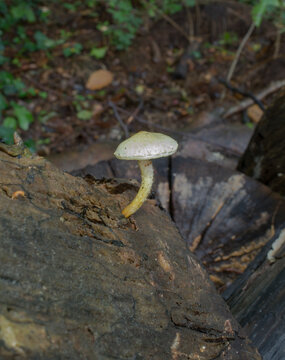 Possibly the scaly lentinus or neolentinus lepideus growing on a dead trees stump.

