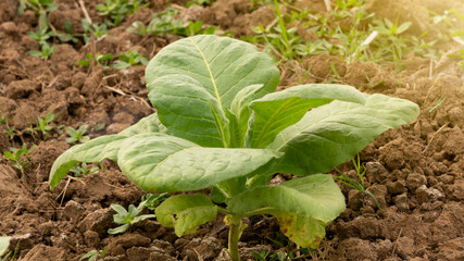 Tobacco leaves, one of the main ingredients in cigarette manufacture. Quality leaves make the taste of the shop more delicious