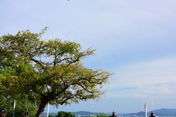 Beautiful tree-shaped trees at an ancient temple in Songkhla, Thailand