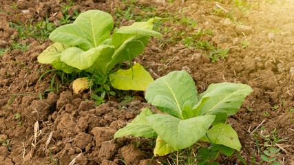 Tobacco leaves, one of the main ingredients in cigarette manufacture. Quality leaves make the taste of the shop more delicious