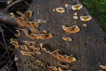 One of the Stereum group of fungi, possibly Stereum complicatum or Crowded Parchment fungus.  They thrive on dead wood.  
