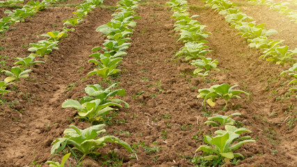 Tobacco leaves, one of the main ingredients in cigarette manufacture. Quality leaves make the taste of the shop more delicious
