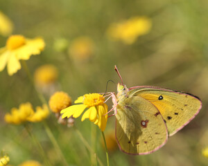 Yellow butterfly on yellow flower