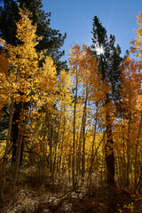 Pretty autumn scene in the woods with vibrant yellow and orange aspens, starburst sun beam and vivid blue skies