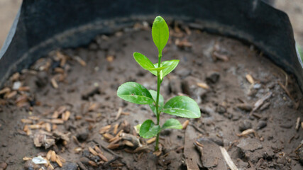 Citrus plants in polybags, a method of planting on limited land