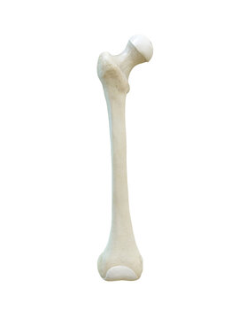 Right human femur bone, Anterior view, white background, 3d rendering